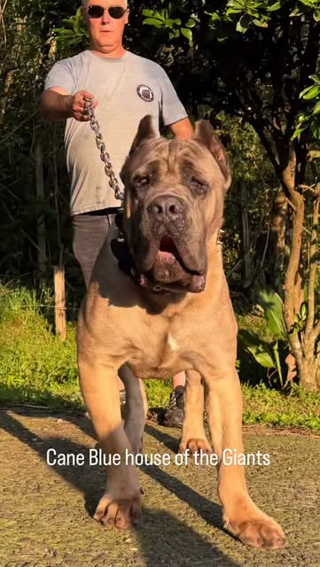 Adult Cane Corso outdoors with a handler